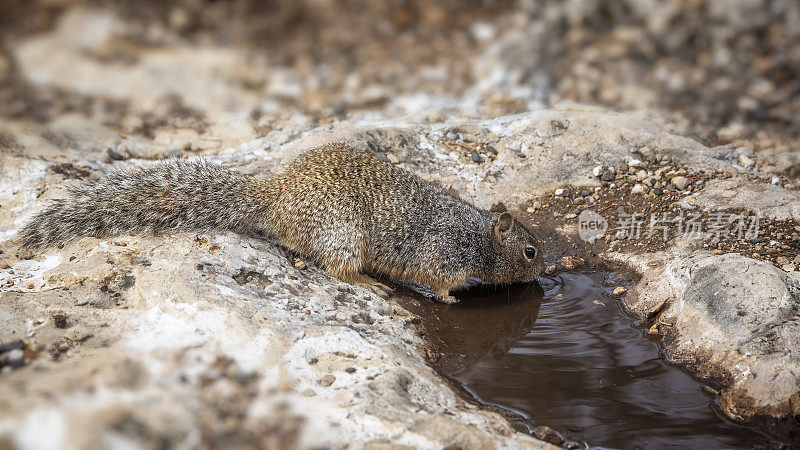 西部灰松鼠(Sciurus griseus)